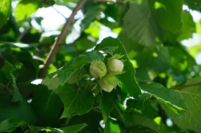 Cobnut - Corylus avellana Fertile de Coutard